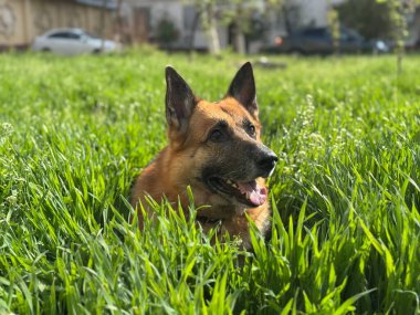 Bir köpek çim portresi