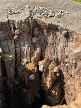 Ağaç gövdesinde bir grup salyangoz