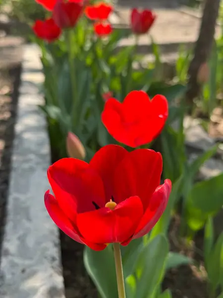 Parktaki güzel kırmızı laleler