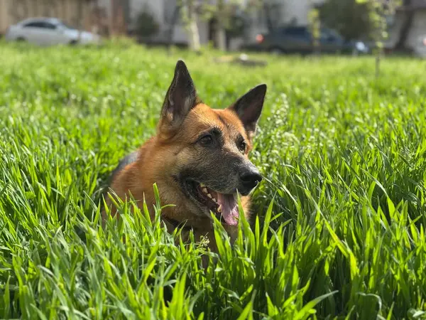 Yeşil çimlerin üzerinde bir köpeğin portresi