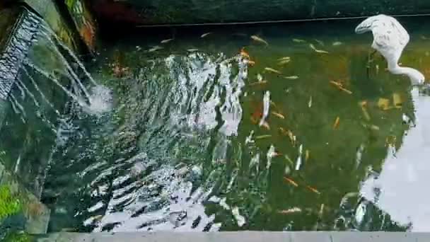 직사각 모양의 폭포가 최소한 물고기 — 비디오