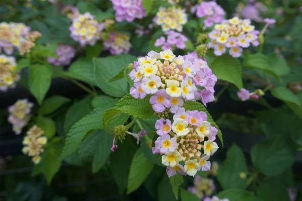 Lantana montevidensis is a small strongly scented flowering low shrub with oval shaped green leaves. With support it has a climbing vine form, when on edge a trailing form, and on the flat a ground cover form.