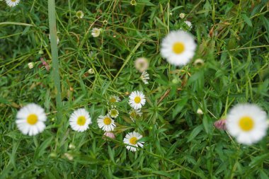 Erigeron karvinskianus, the Mexican fleabane, is a species of daisy like flowering plant in the family Asteraceae, native to Mexico and parts of Central America.