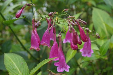 Strobilanthes cusia, also known as Assam indigo or Chinese rain bell, is a perennial flowering plant of the family Acanthaceae. Native to South Asia, China, and Indochina