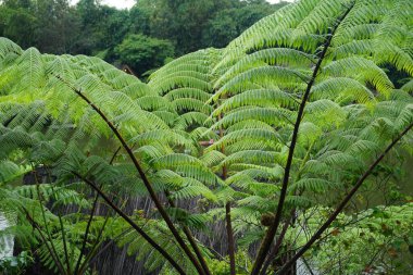 Sphaeropteris lepifera, synonym Cyathea lepifera, the brush pot tree, is a tree fern that grows in the mountains of East and Southeast Asia, which can grow up to 20 feet 6.1 m tall.