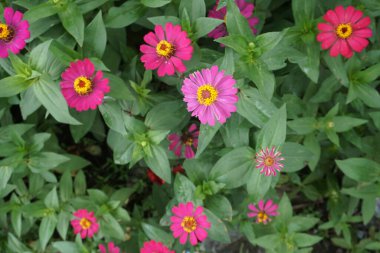 Erigeron karvinskianus, the Mexican fleabane, is a species of daisy like flowering plant in the family Asteraceae, native to Mexico and parts of Central America.