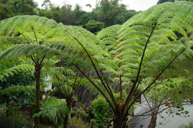 Sphaeropteris lepifera, synonym Cyathea lepifera, the brush pot tree, is a tree fern that grows in the mountains of East and Southeast Asia, which can grow up to 20 feet 6.1 m tall.