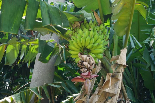Bananas with unripe fruit are green, with a banana heart hanging down and some withered leaves. Banana is a tropical fruit tree native to Southeast Asia.