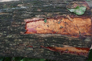 Pieces of large tree trunks, with fresh dripping sap