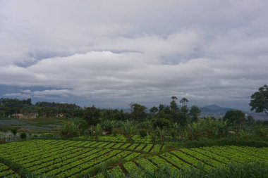 View of a fresh green expanse on the side of the road, with a background of residential areas and mountains.