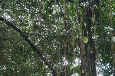 Büyük, gölgeli bir ağaç manzarası. Çok kalın ve geniş kökleri var.