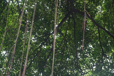 Büyük, gölgeli bir ağaç manzarası. Çok kalın ve geniş kökleri var.