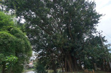 Büyük, gölgeli bir ağaç manzarası. Çok kalın ve geniş kökleri var.