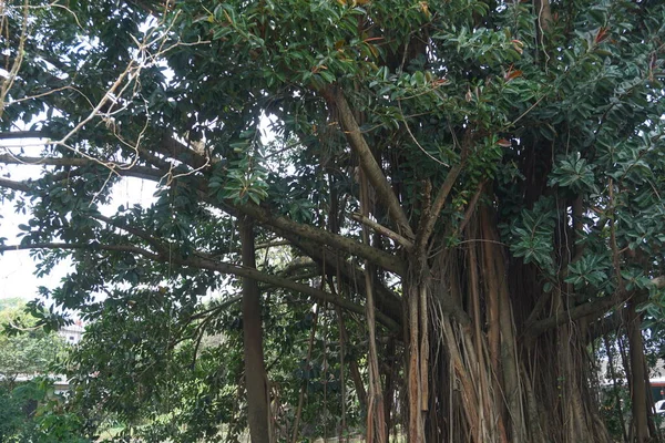 Вид Большое Тенистое Дерево Толстыми Крупными Корнями — стоковое фото