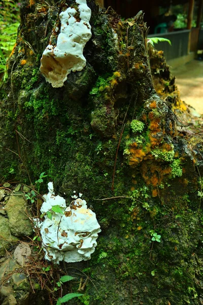 Moss and mushrooms grow on a tree in the forest