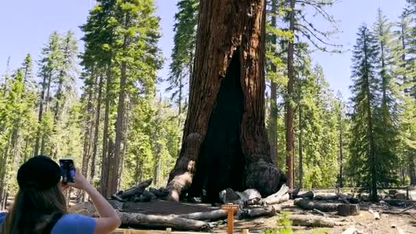 Turist Tar Ett Foto Ett Sequoiaträd Kaliforniens Nationalpark Med Sin — Stockvideo