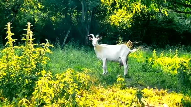 一天中阳光灿烂的时候 一只小山羊在绿色的草地上吃草 — 图库视频影像