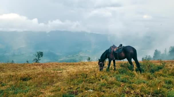 Cavalo Nas Montanhas Come Erva Cavalo Pastando Prado Nebuloso Lado — Vídeo de Stock