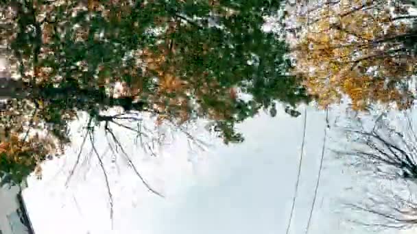 Olhando Para Céu Através Escotilha Carro Dia Outono Com Árvores — Vídeo de Stock
