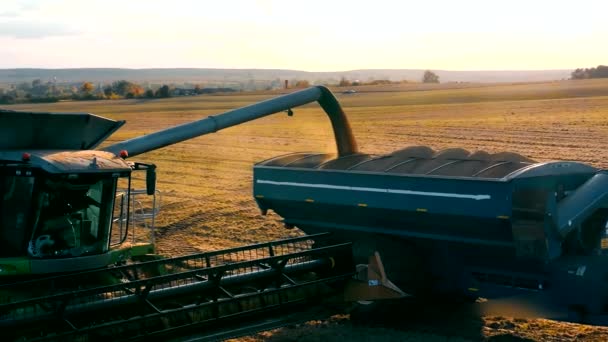 Verladung Der Geernteten Sojabohnen Für Den Transport Sojabohnenernte Landwirtschaft — Stockvideo