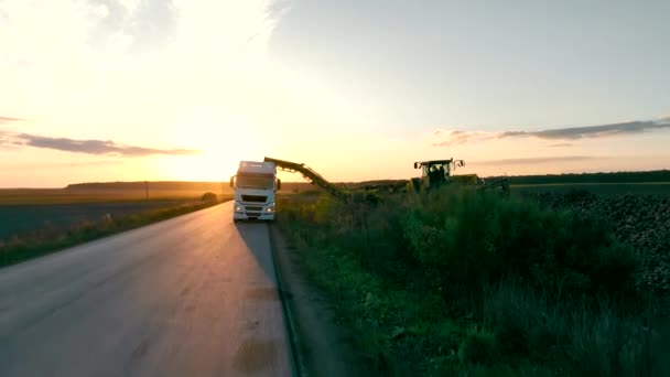 Suikerbieten Oogsten Bieten Laden Bij Zonsondergang Een Vrachtwagen Voor Transport — Stockvideo