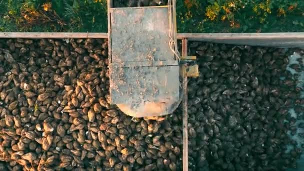Sugar Beets Close Being Loaded Car Trailer Transport Field Top — Stock Video