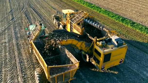Zbieranie Buraków Cukrowych Polu Ładowanie Buraków Przyczepę Traktora Zbiory Buraków — Wideo stockowe