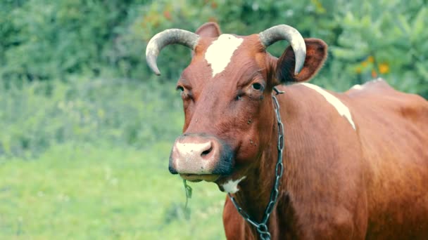 閉じる牛草を噛むのアップ 茶色の牛がカメラを見て緑の草を食べている — ストック動画