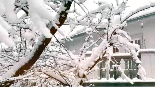 Les Arbres Dans Cour Maison Sont Couverts Neige Hiver Fabuleux — Video