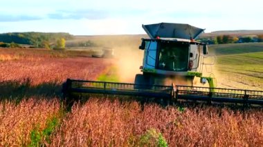 Soya fasulyesi hasadı Tarlada hasat yapan bir biçerdöver gün batımında soya fasulyesi toplar. Tarlalarda tarım