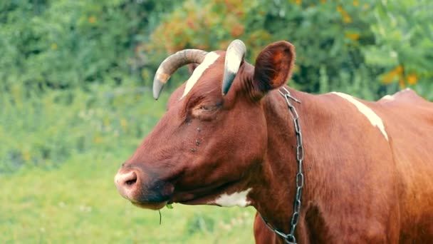 Primer Plano Una Vaca Comiendo Hierba Moscas Sentadas Cabeza Una — Vídeos de Stock