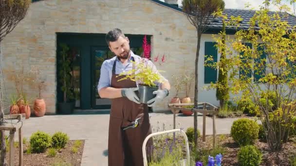 Male Host House Holding Vase Red Astilbe Flower His Hands — Stock Video