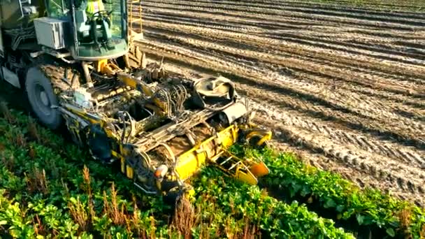 추수하는 가까이 수확하는 밭에서 사탕무를 거둔다 — 비디오