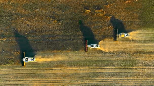 Αεροφωτογραφία Συγκομιδή Φασολιών Τρεις Θεριστές Συγκομιδή Σόγιας Ένα Χωράφι Στο — Αρχείο Βίντεο