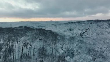 Aerial Flight over a beautiful winter forest. Snow-covered treetops in the evening. Evening forest in winter