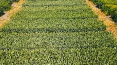 A field where different types of grain crops are grown. Experimental plots of cultivated wheat. Agriculture.