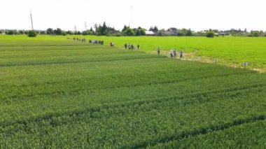 Aerial view A field where different types of grain crops are grown. Experimental plots of cultivated wheat