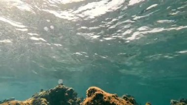 Balıksız okyanusun sualtı dünyası. Mercan ve su yüzeyinin üst görüntüsü. Suyun ve dalgaların durağan arkaplanı