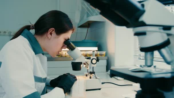 Агрохімічна Лабораторія Лабораторний Працівник Вивчає Нематоди Ґрунті Допомогою Мікроскопа Аналіз — стокове відео