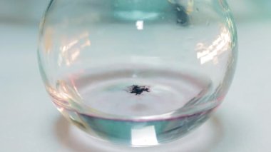 Laboratuvarda araştırma. Test tüpüne bir damla kimyasal damlatır ve mor bir solüsyon oluşturur.