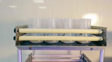 Örneklerin analiz için hazırlanması: laboratuarda toprak örneklerinin karıştırılması.