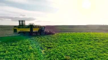 Harvesting sugar beet in the field with a combine harvester. A combine harvester harvests sugar weed from farmland at sunset