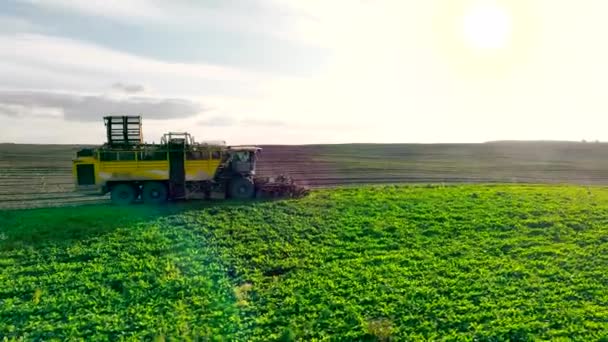 Harvesting Sugar Beet Field Combine Harvester Combine Harvester Harvests Sugar — Stockvideo