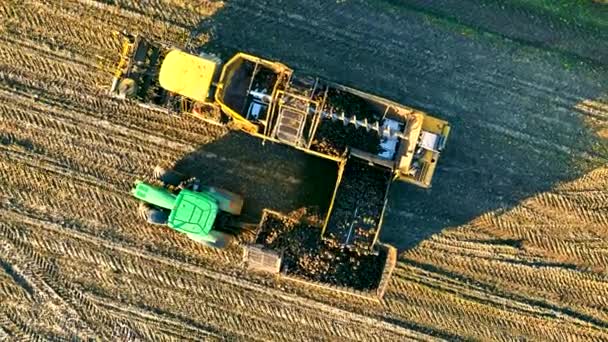 空中のトップビューコンバイン ハーベスターで畑でサトウキビのビートを収穫します 日没の農地からの収穫の砂糖雑草を組み合わせたもの トラックにビートをロードする — ストック動画