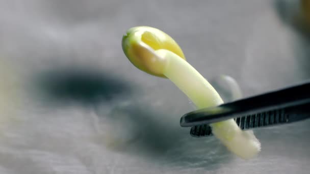 Researcher Holds Germinated Sprout Tweezers Close View Soybean Sprout Laboratory — Vídeo de stock
