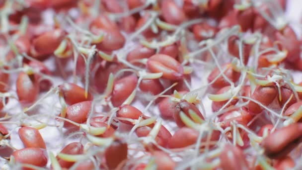 Grain Sprouts Germinated Petri Dish Laboratory Conditions — Video Stock