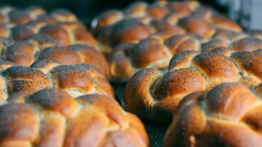 Haşhaş tohumlu taze örülmüş çörekler. Geleneksel fırın.