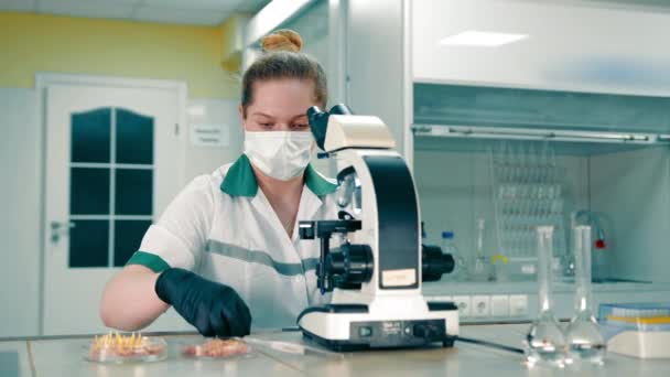 Lucrează Într Laborator Agricol Cercetător Examinează Semințele Germinate Sub Microscop — Videoclip de stoc