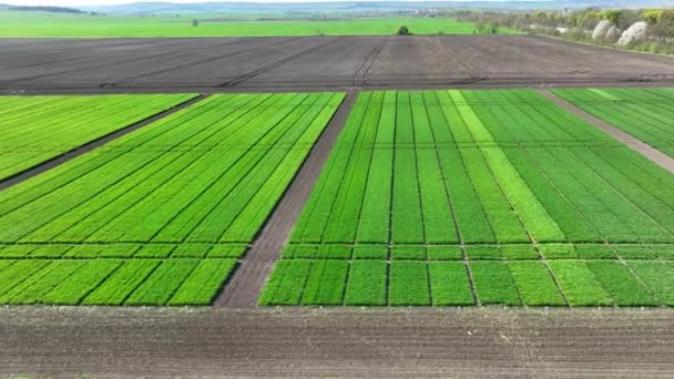 一个实验性农田的空中射击 小麦的试验田 — 图库视频影像