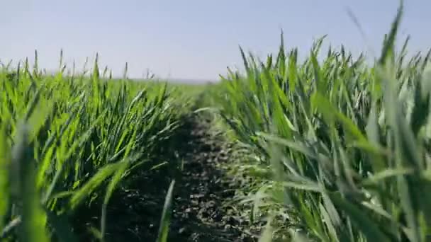 生长在田里的冬小麦芽的特写 — 图库视频影像
